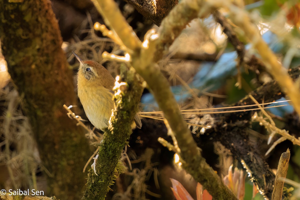 Des Murs's Wiretail - ML644269007