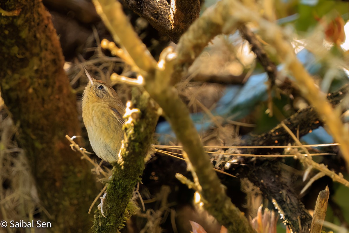 Des Murs's Wiretail - ML644269008