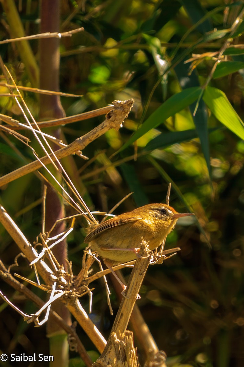 Des Murs's Wiretail - ML644269009