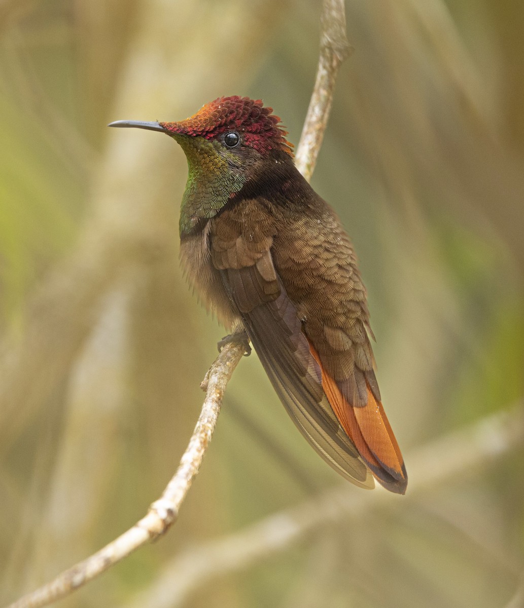 ルビートパーズハチドリ - ML644269010