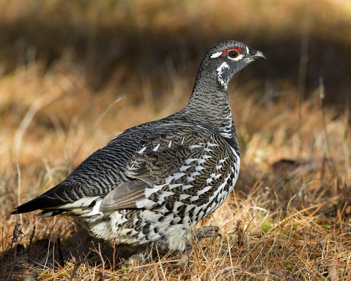 Spruce Grouse - ML644269013