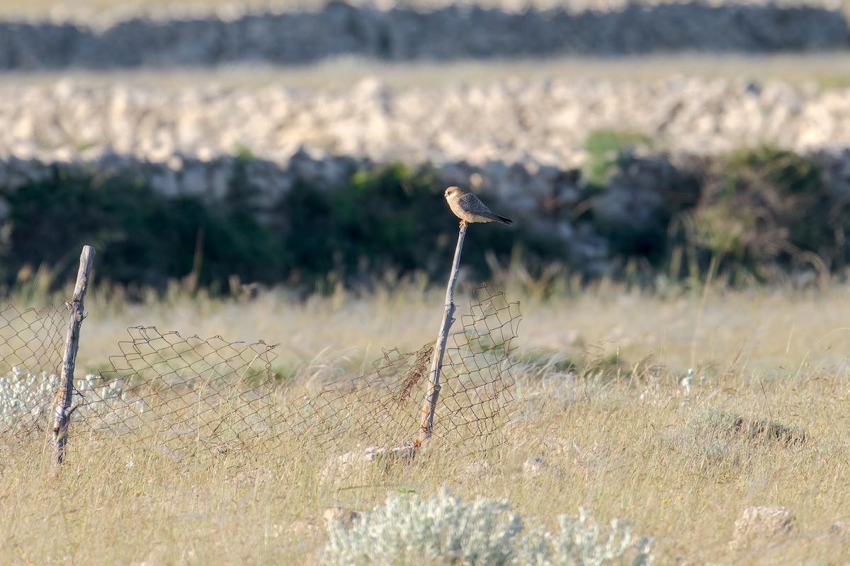 Cernícalo Patirrojo - ML644269021