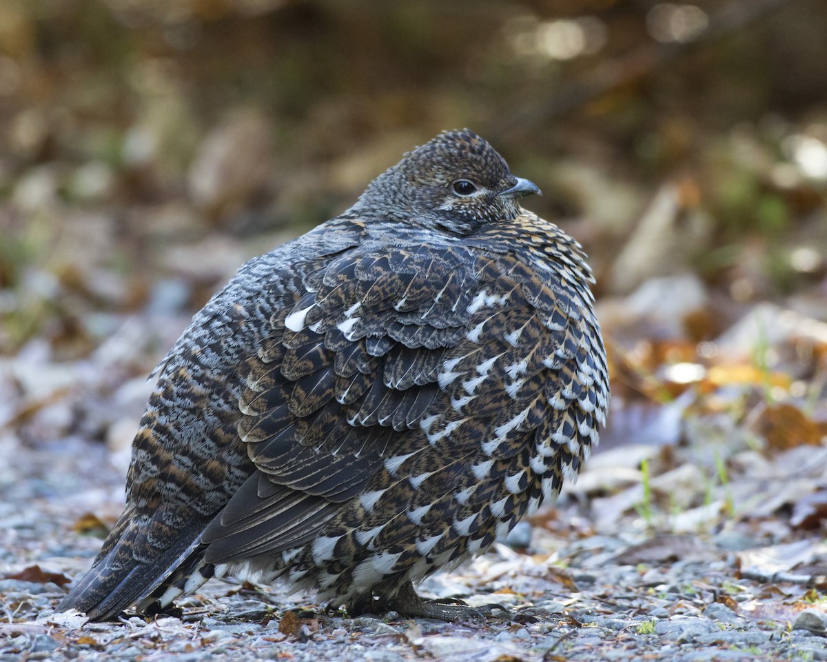 Spruce Grouse - ML644269022