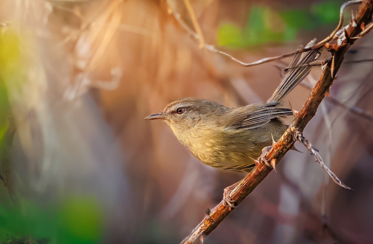 Горная широкохвостка - ML644269029