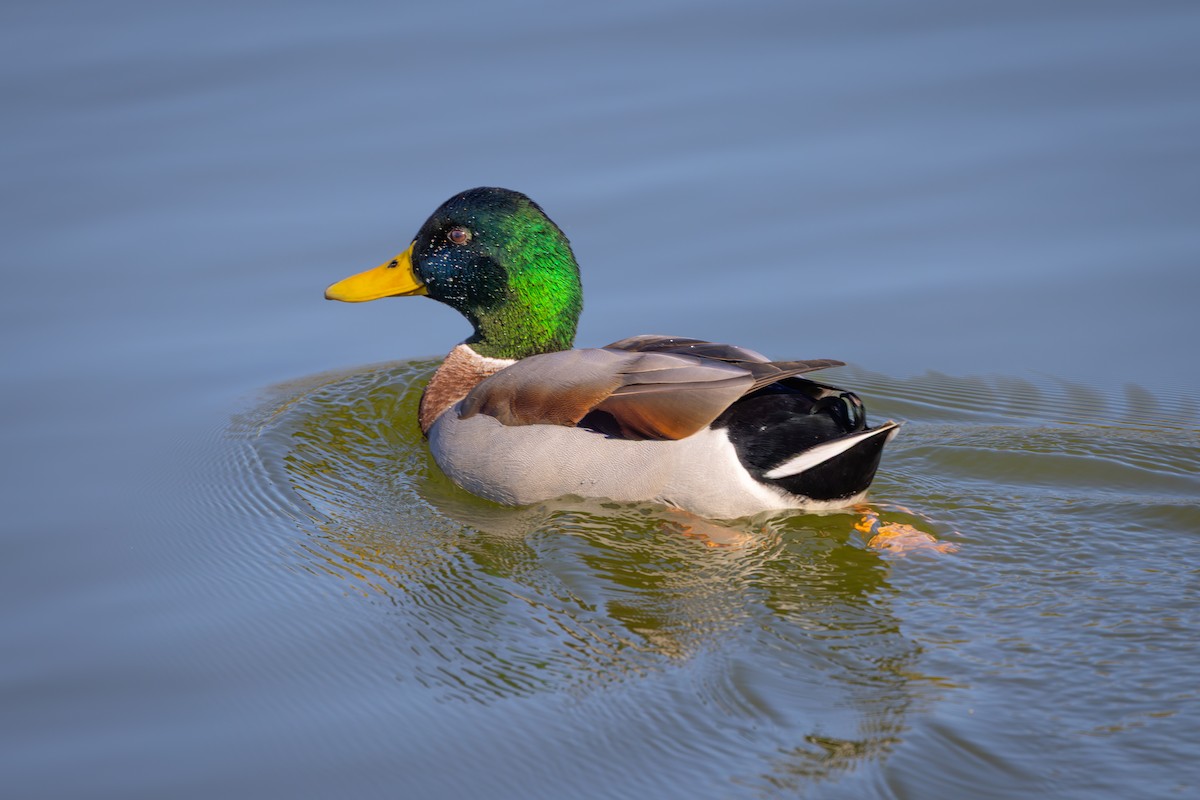 kachna divoká - ML644269036