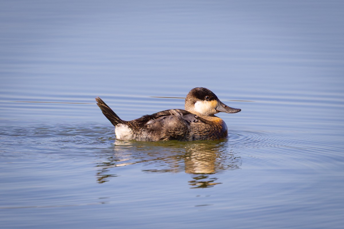 kachnice kaštanová - ML644269038