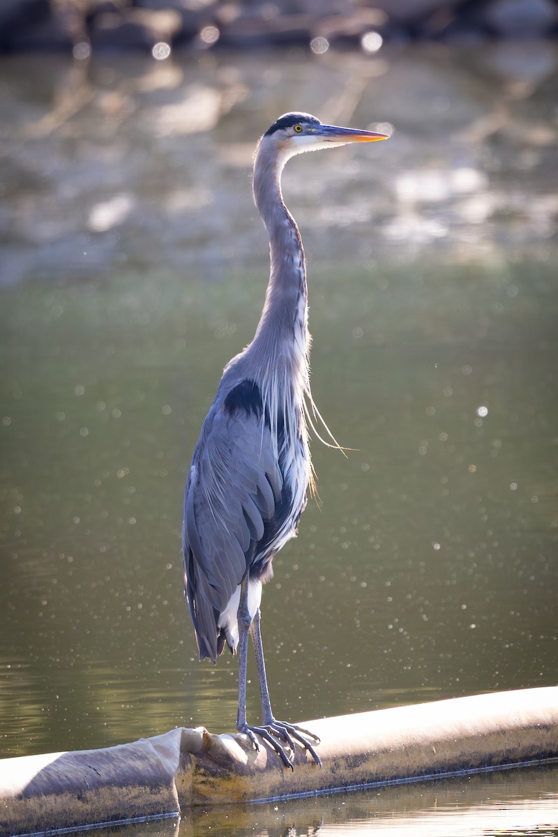 volavka velká - ML644269041