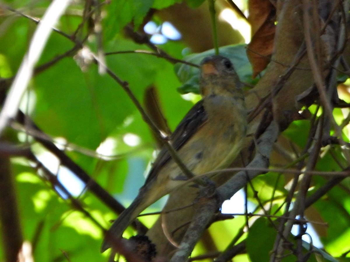Slate-colored Seedeater - ML644269042
