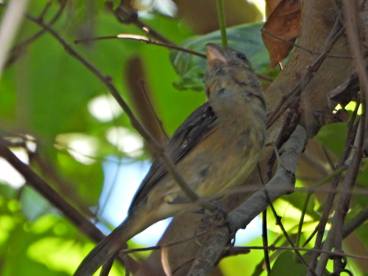 Slate-colored Seedeater - ML644269044