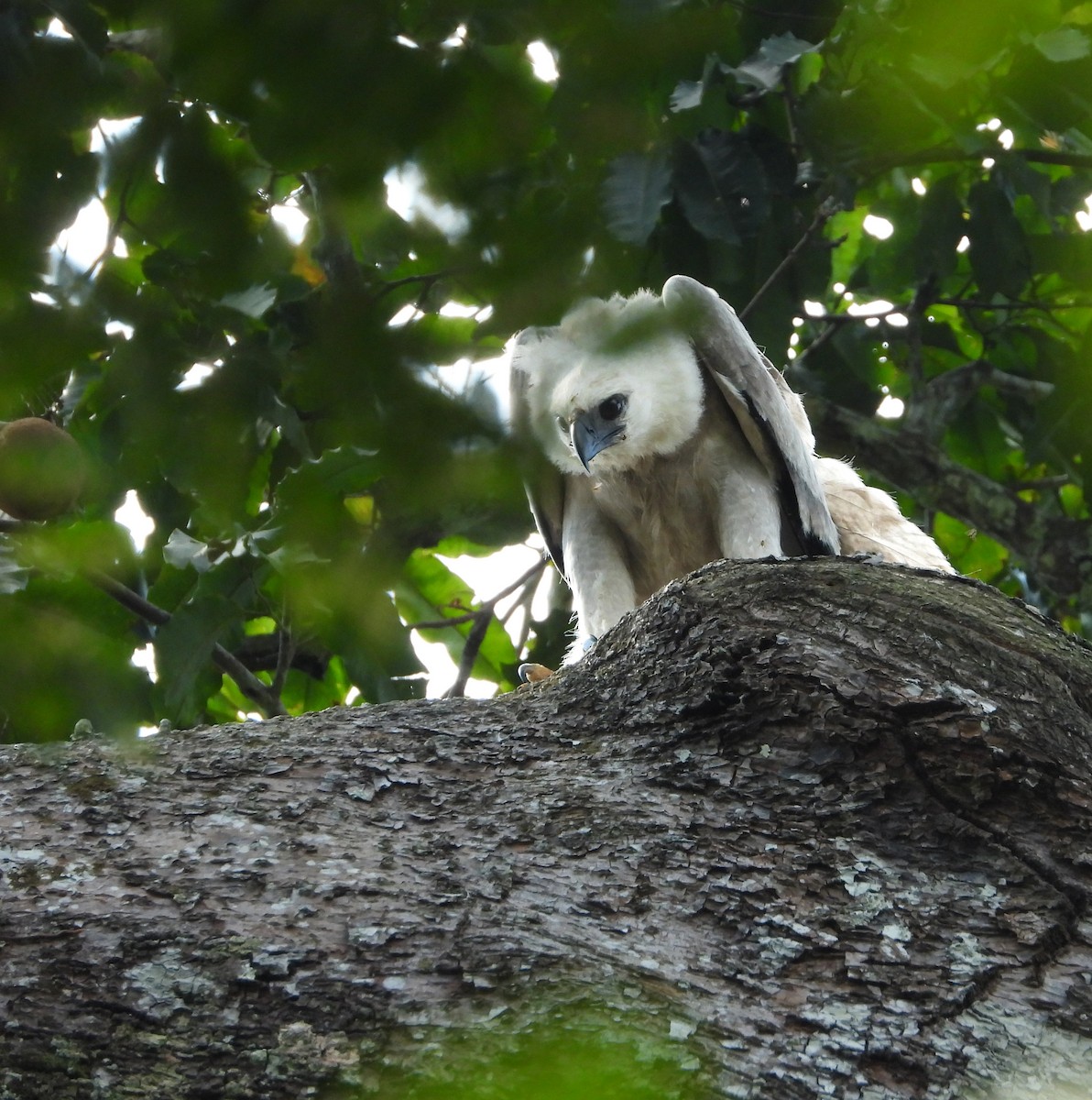 Harpie féroce - ML644269049