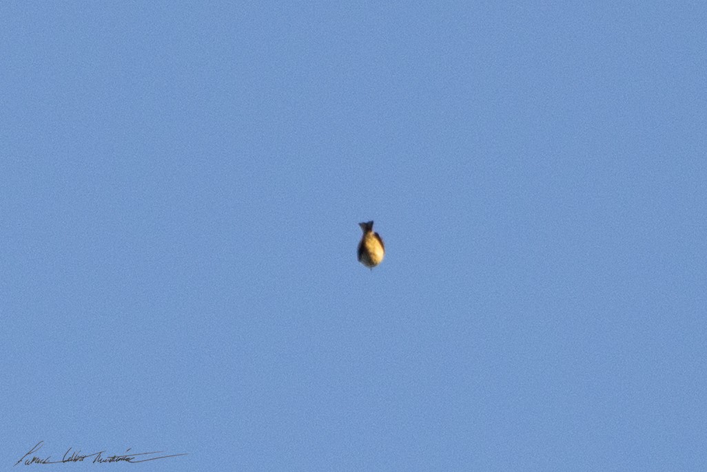 סבכון אורנים - ML644269050