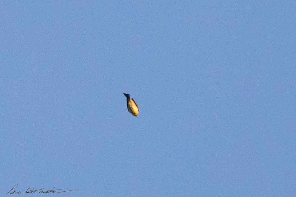 סבכון אורנים - ML644269051