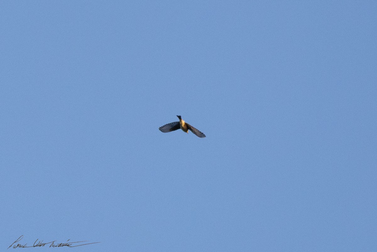 סבכון אורנים - ML644269052