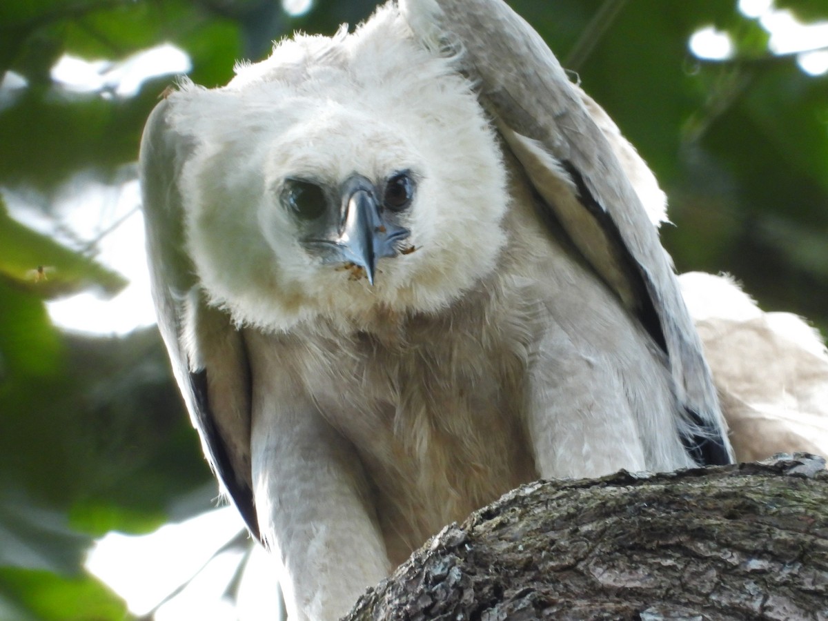 Harpie féroce - ML644269063