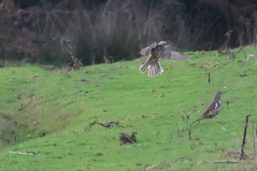 ヤドリギツグミ - ML644269068