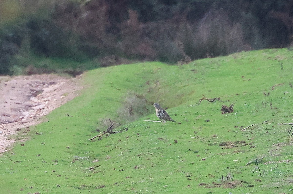 ヤドリギツグミ - ML644269069