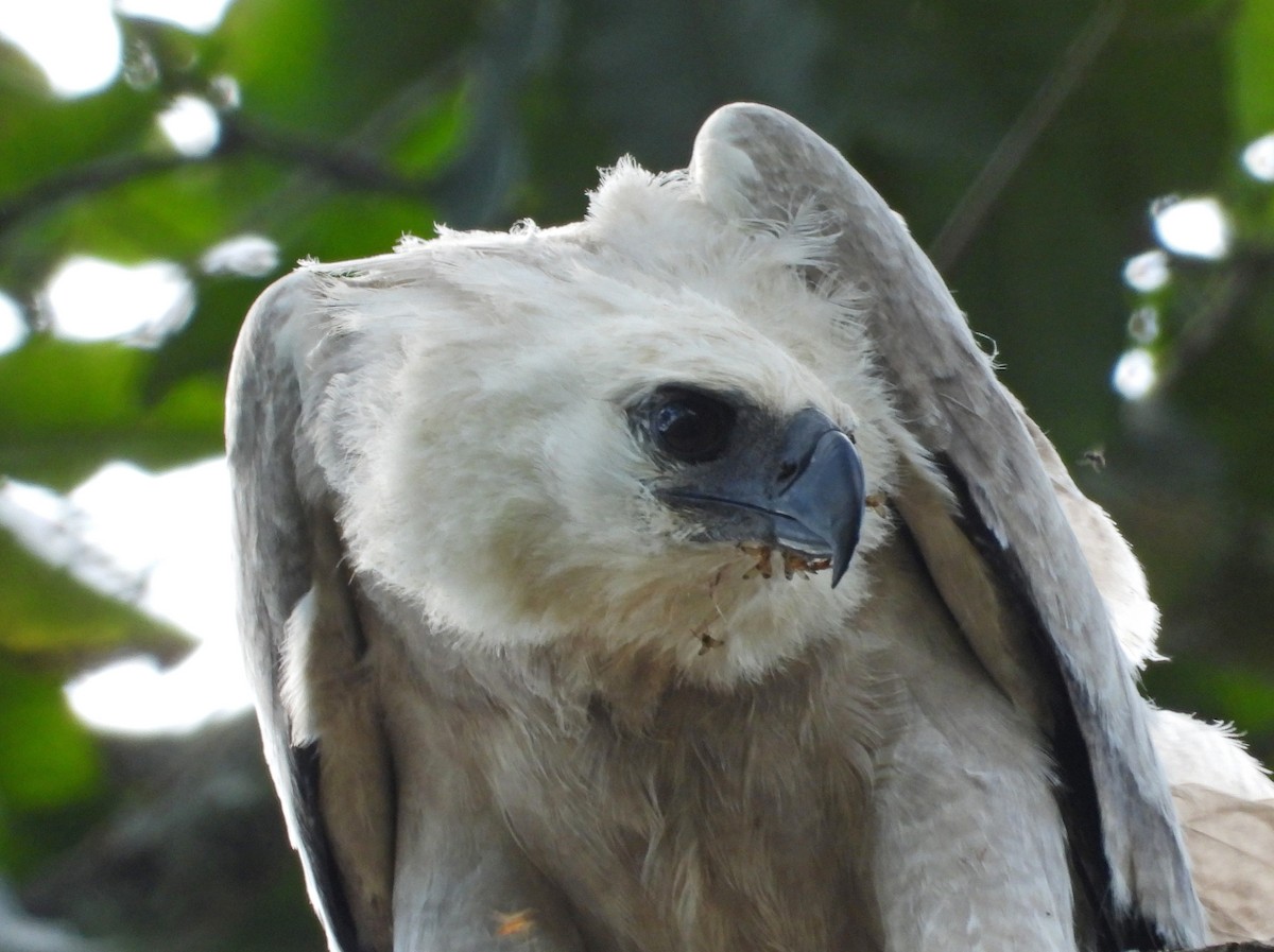 Harpie féroce - ML644269070