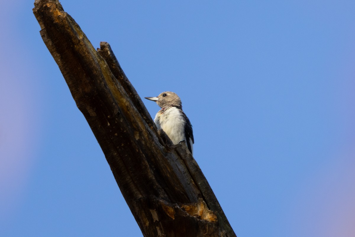 datel červenohlavý - ML644269072