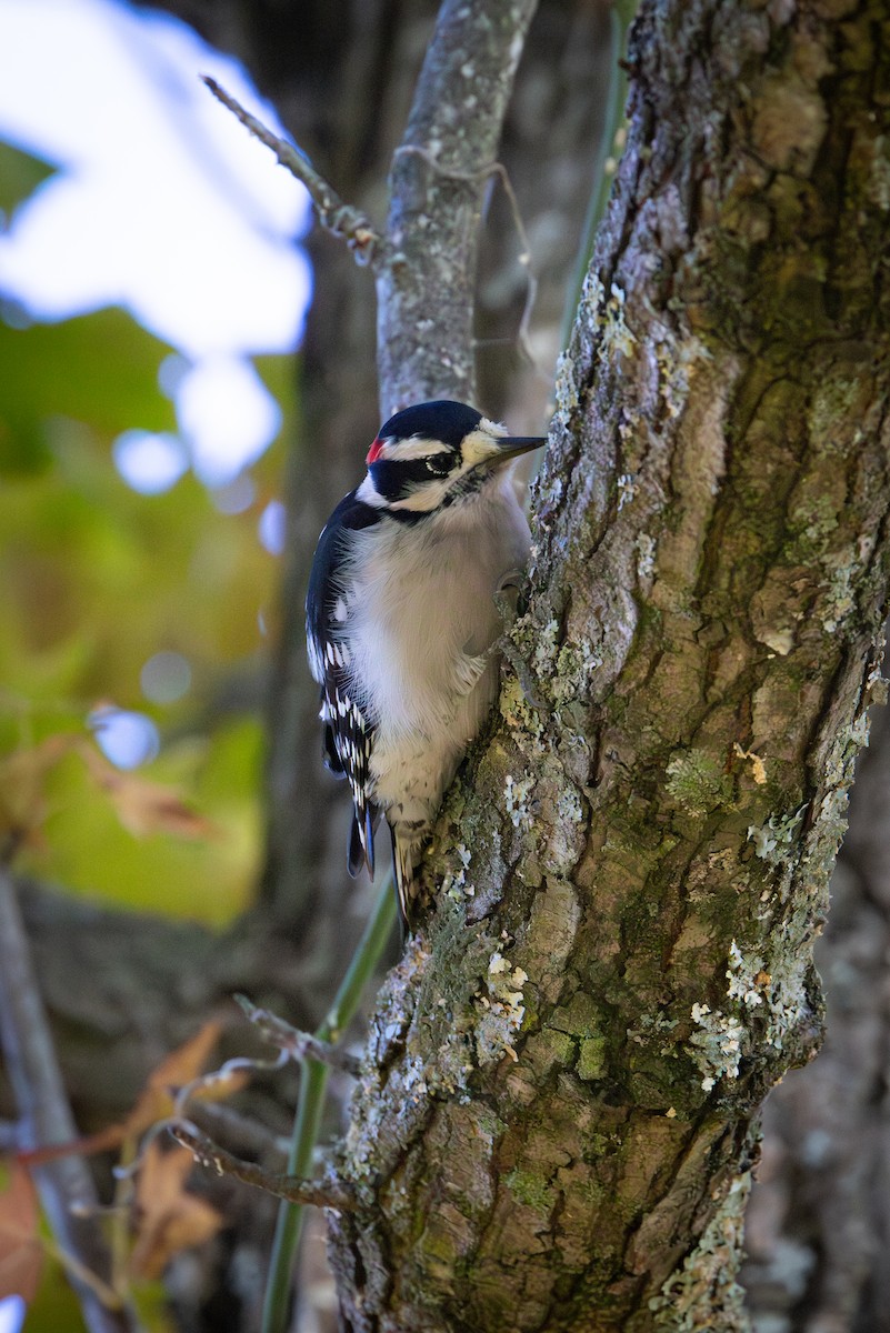 strakapoud osikový - ML644269077