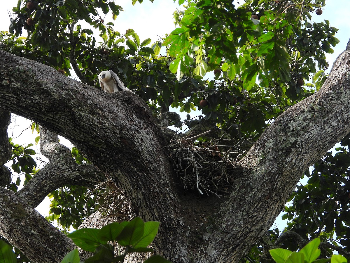 Harpie féroce - ML644269085