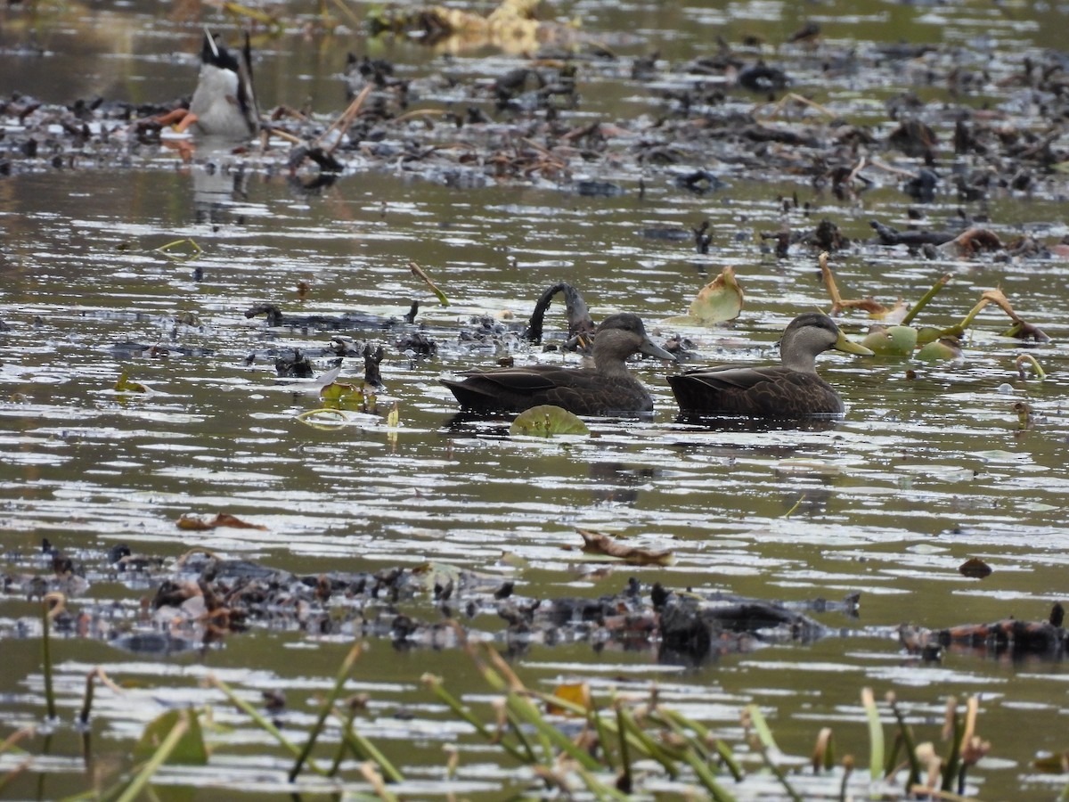 rødfotand - ML644269090