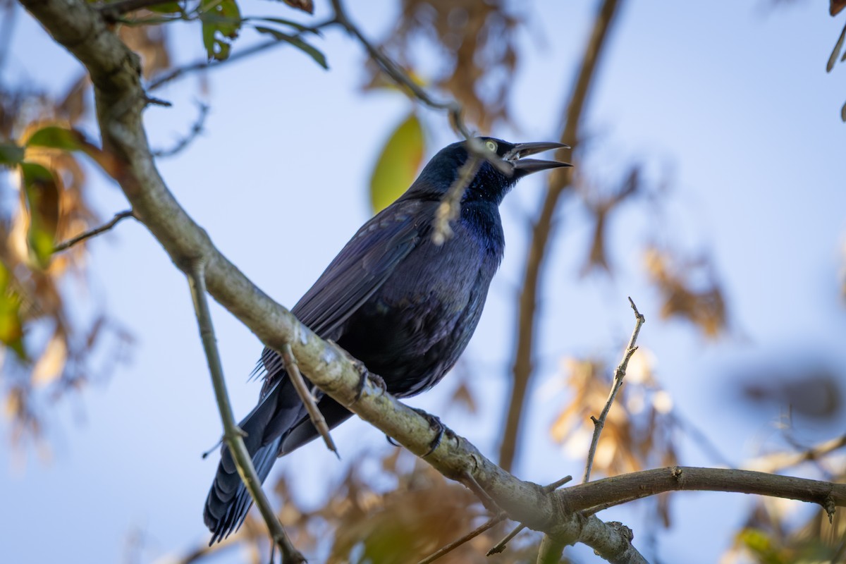 vlhovec lesklý - ML644269096