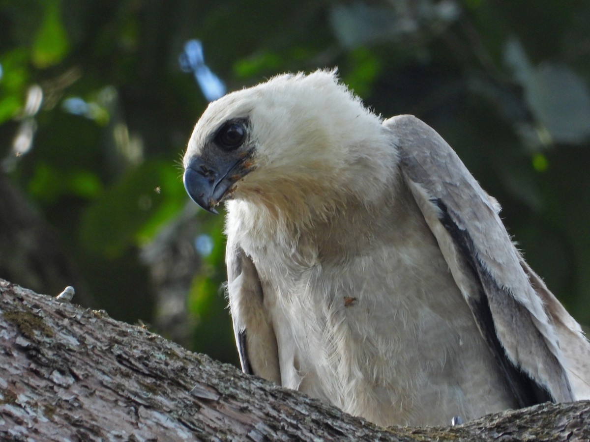 Harpie féroce - ML644269109