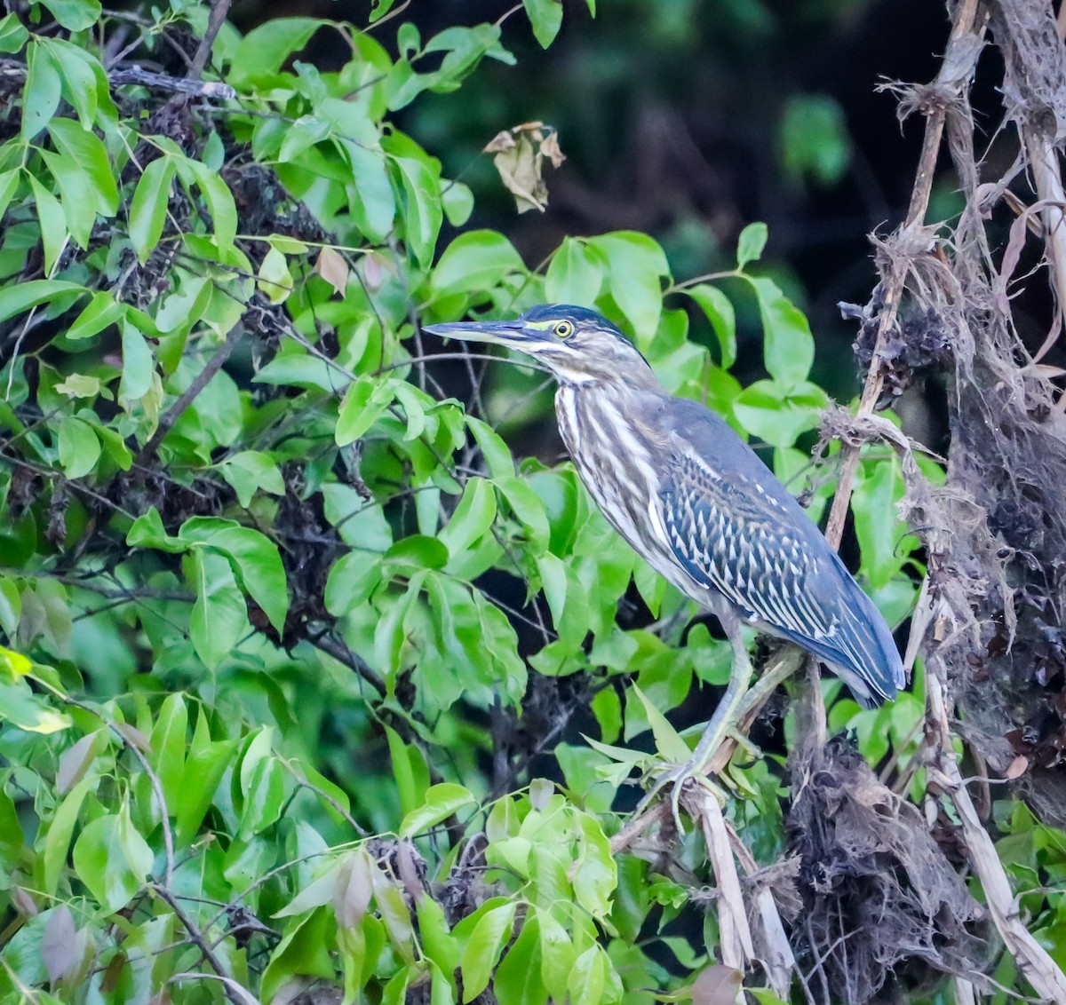 Striated Heron - ML644269110