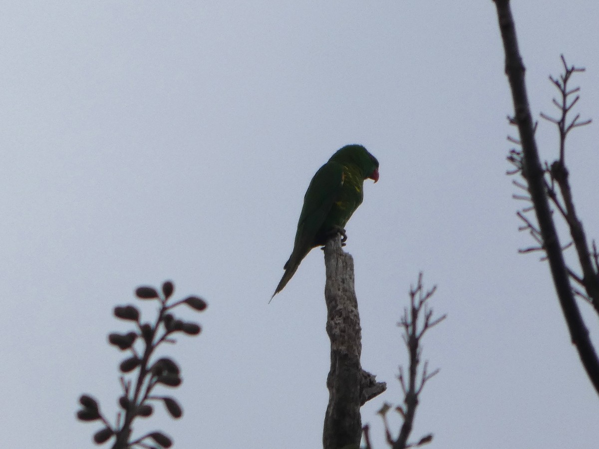 Scaly-breasted Lorikeet - ML644269121