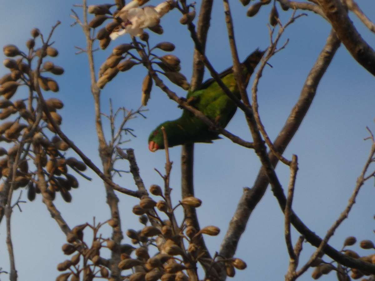 Scaly-breasted Lorikeet - ML644269122