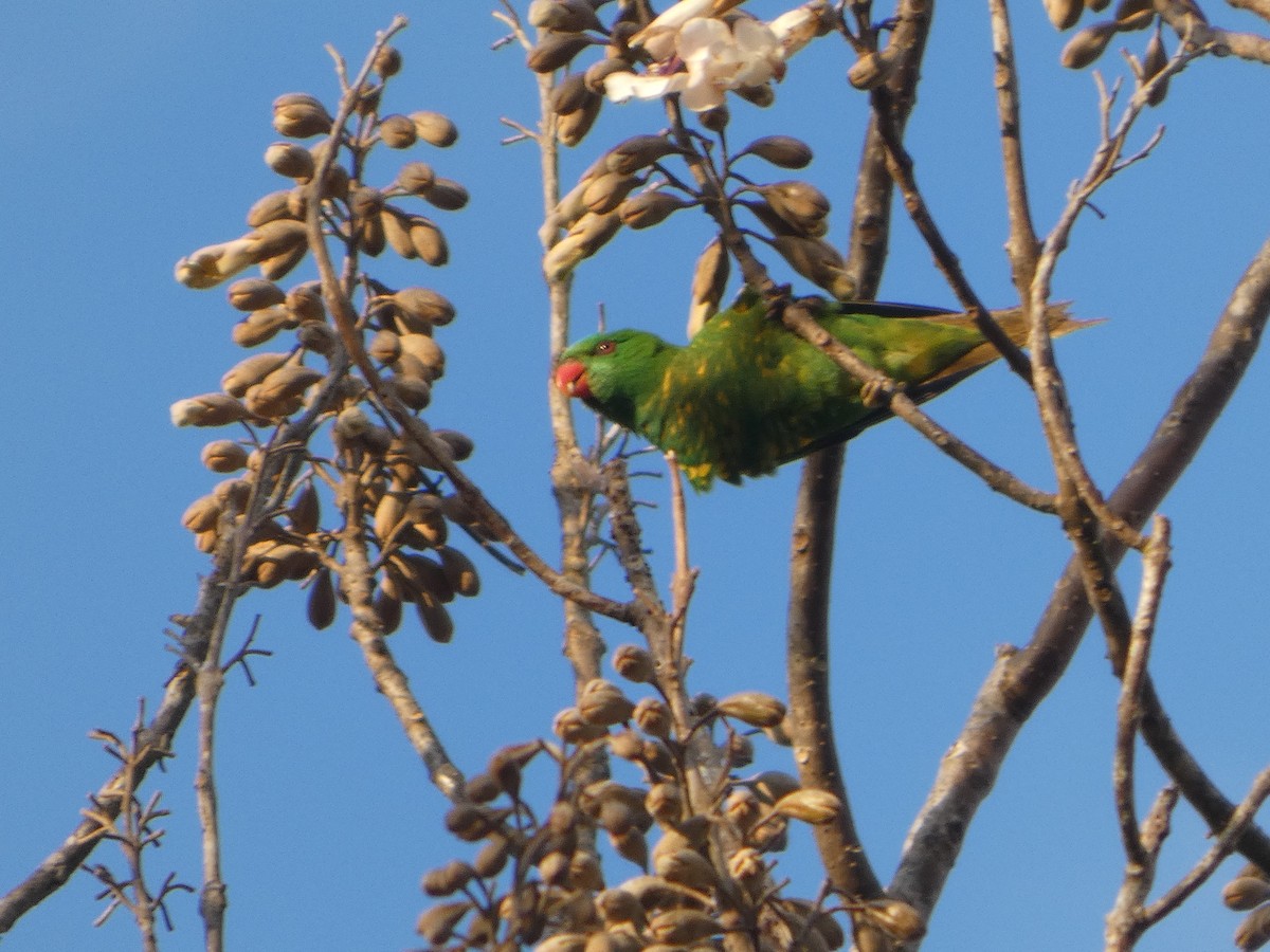 Scaly-breasted Lorikeet - ML644269123