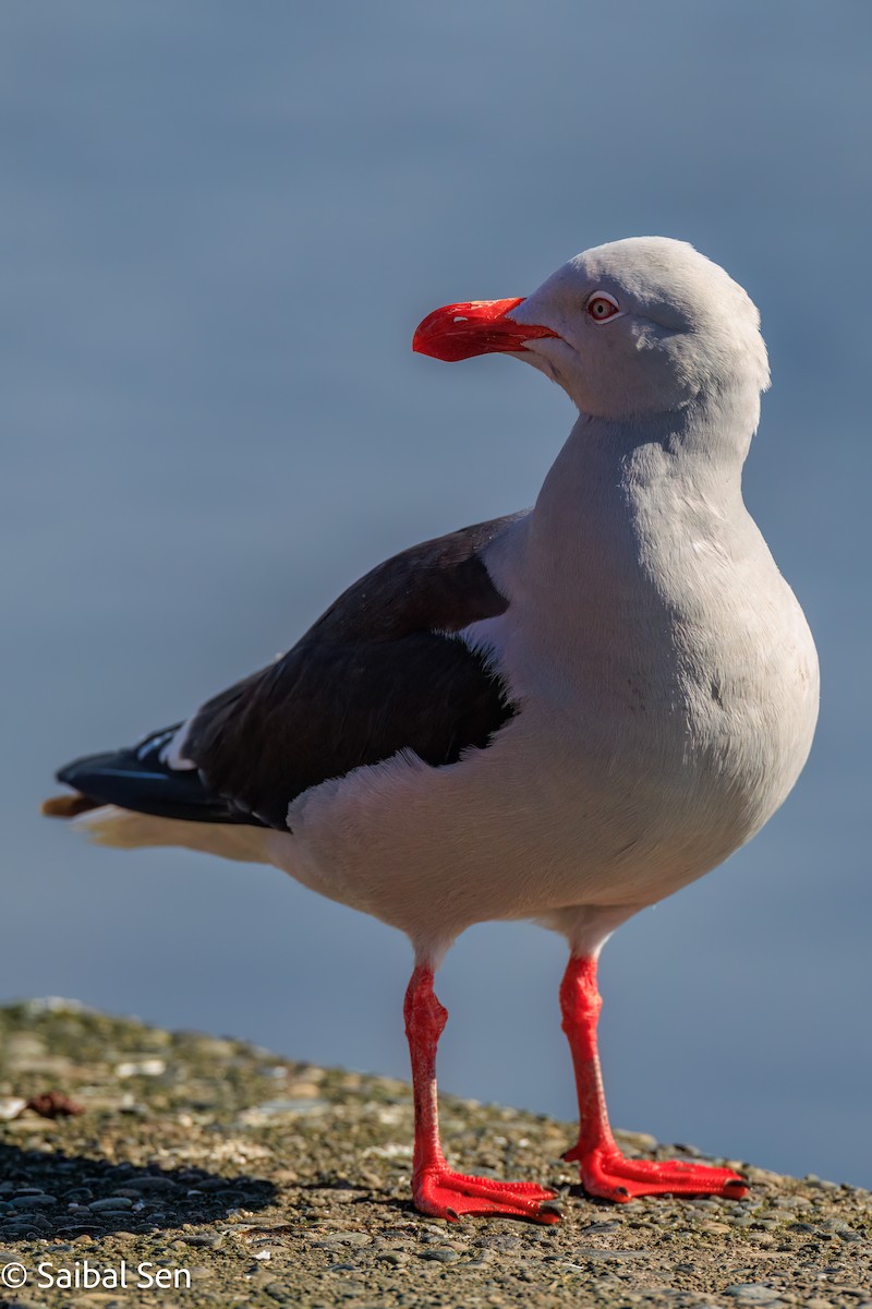 racek magellanský - ML644269124