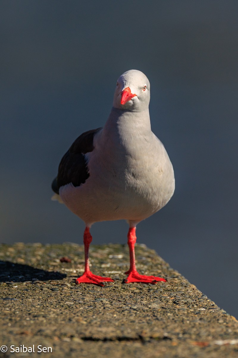 racek magellanský - ML644269125