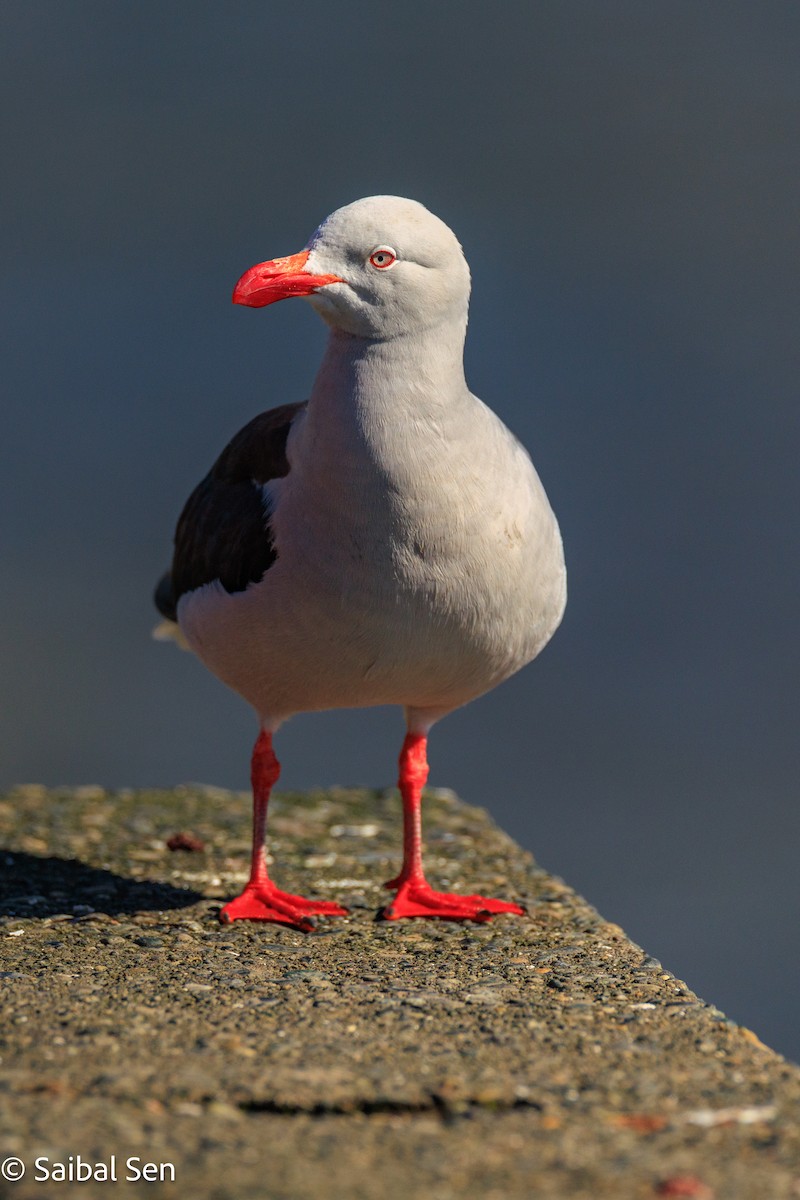 racek magellanský - ML644269126