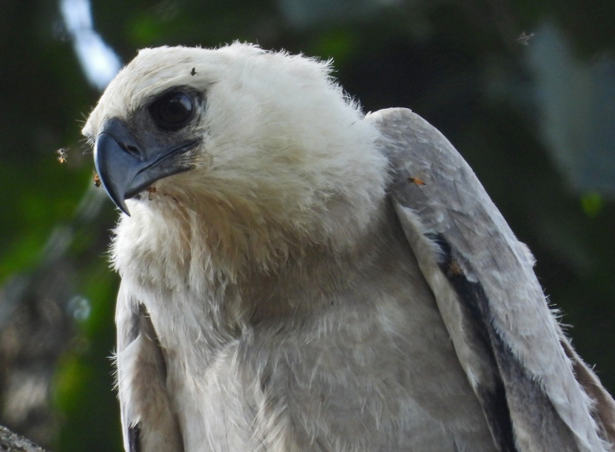 Harpie féroce - ML644269127