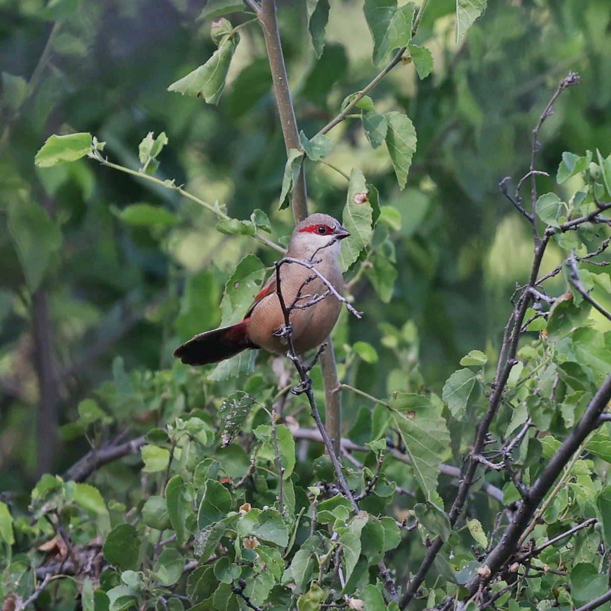 Al Kanatlı Mumgaga - ML644269170