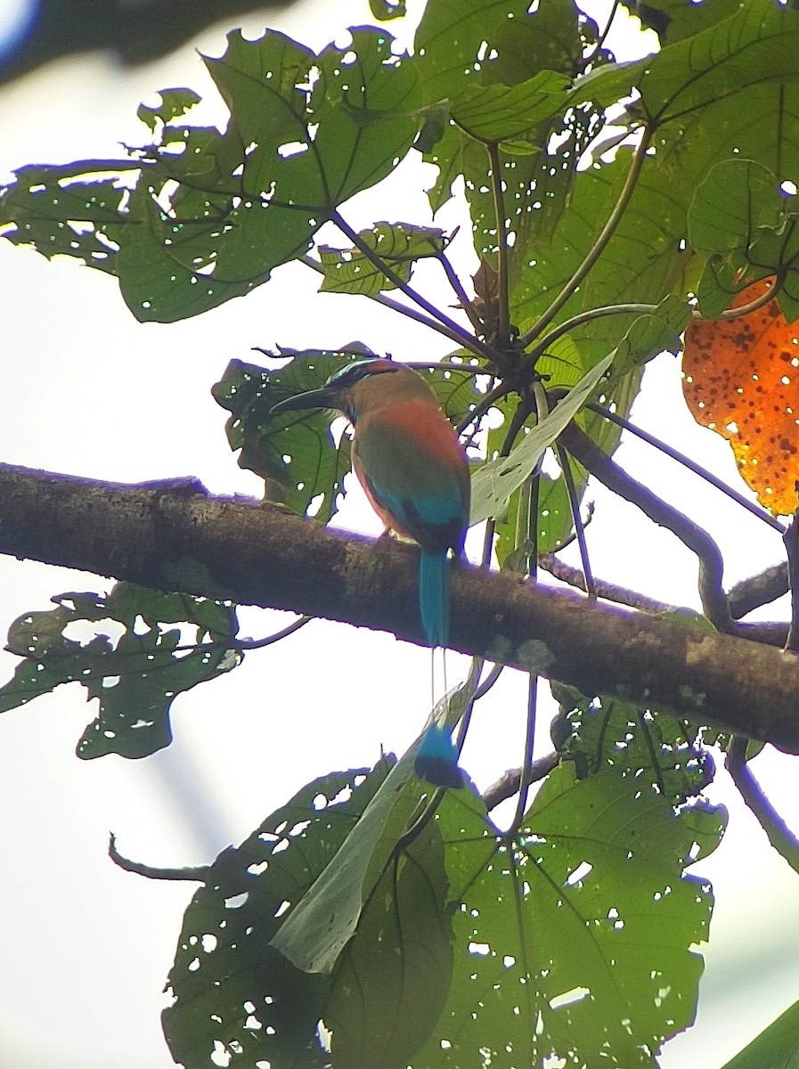 Момот рудочеревий - ML644269175