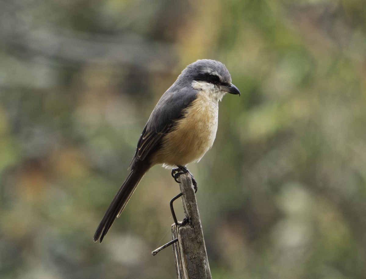 Gray-backed Shrike - ML644269201