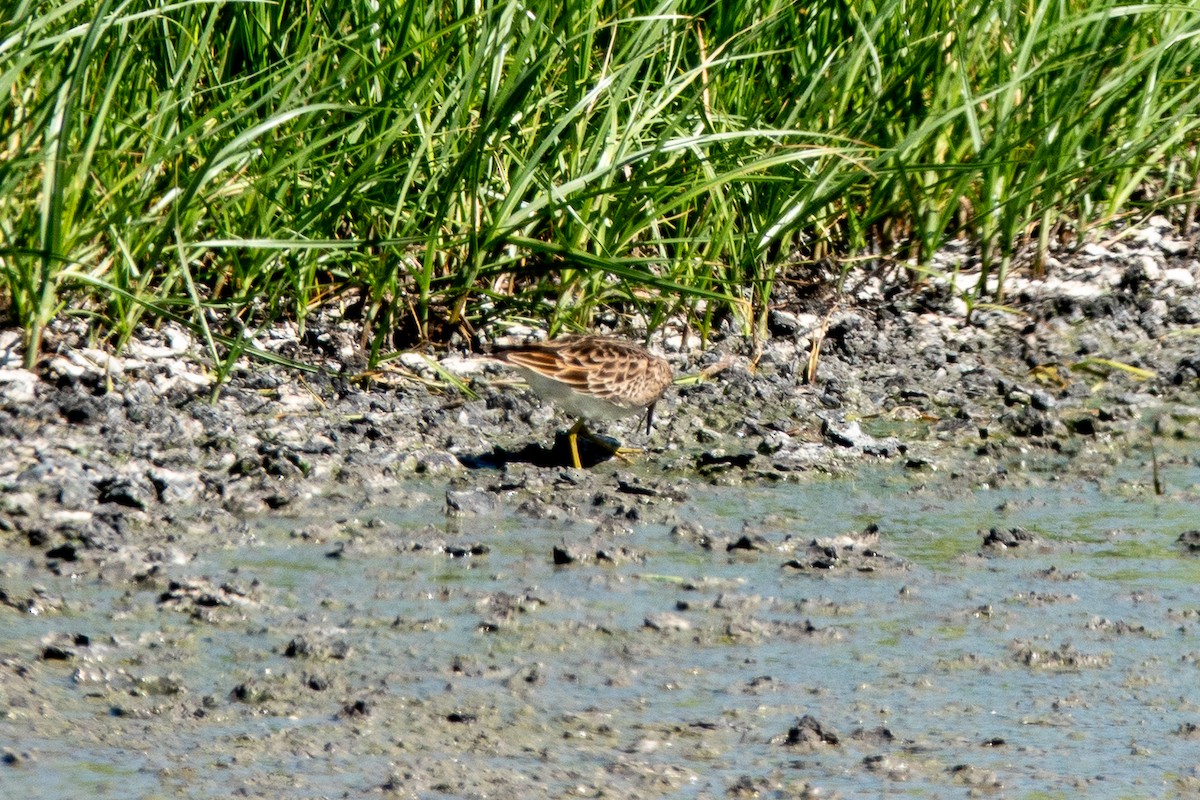 Çizgili Kumkuşu - ML644269203