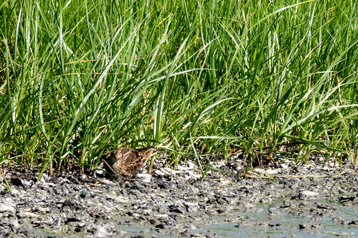 Çizgili Kumkuşu - ML644269204