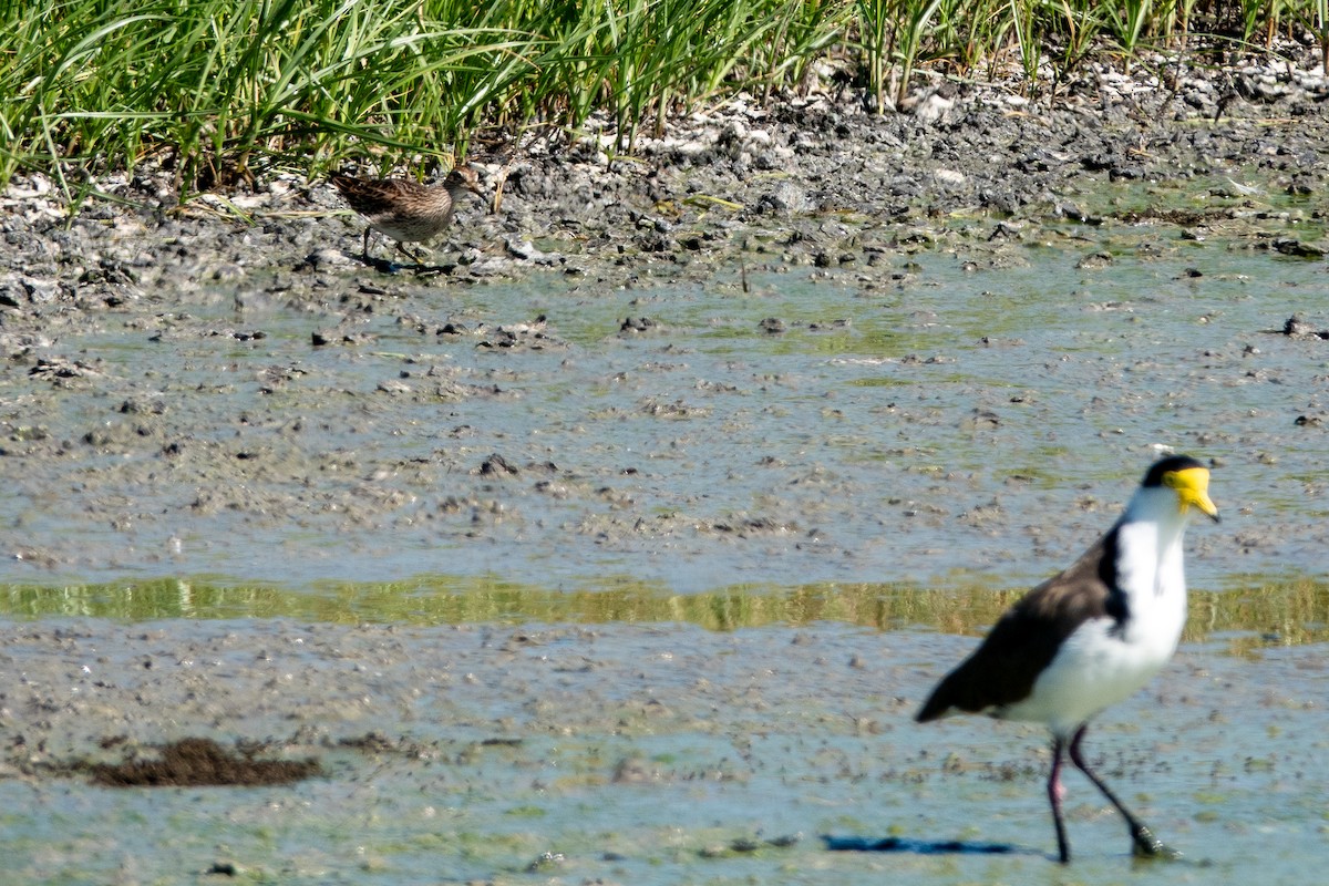 Çizgili Kumkuşu - ML644269205