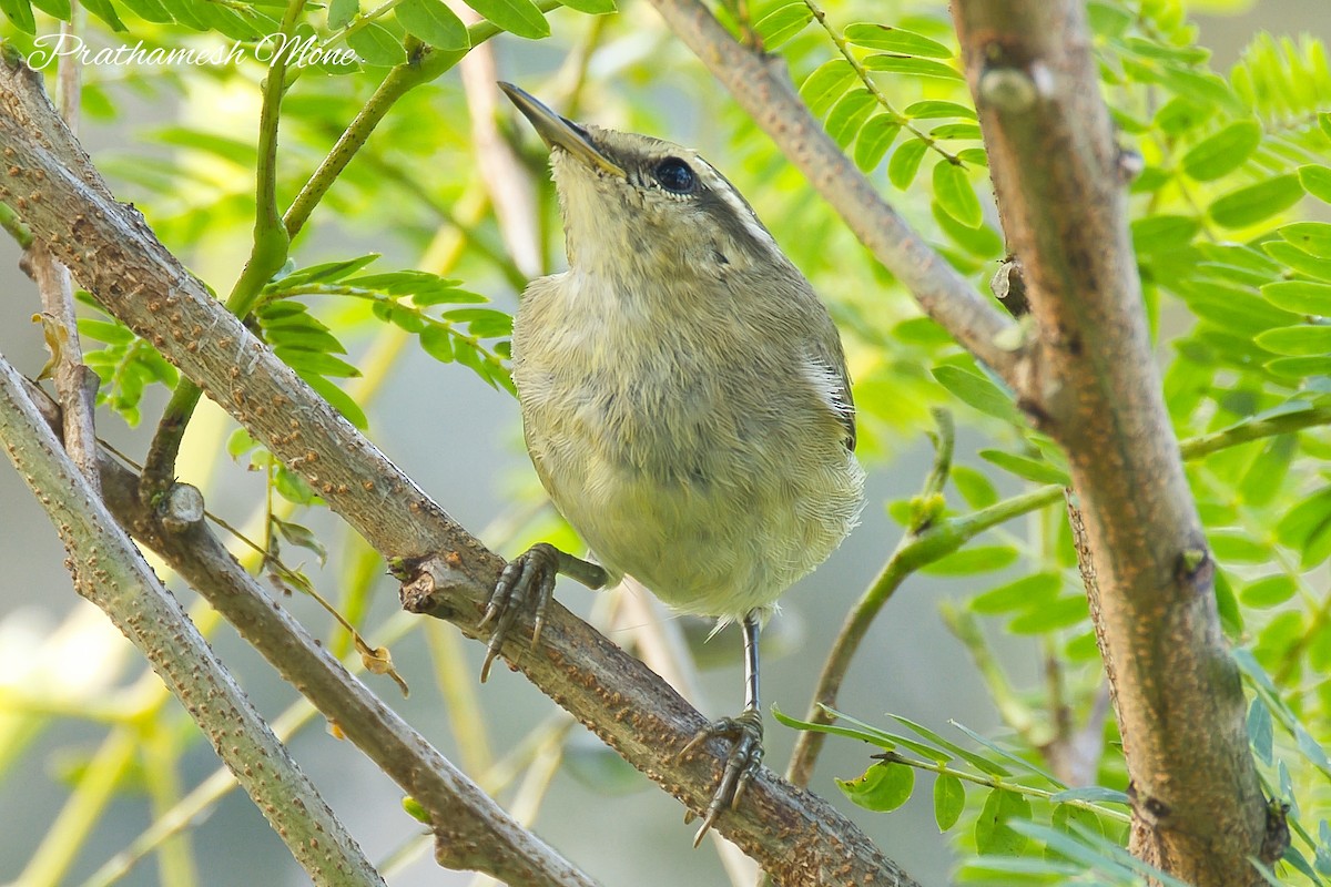 Tytler's Leaf Warbler - ML644269211