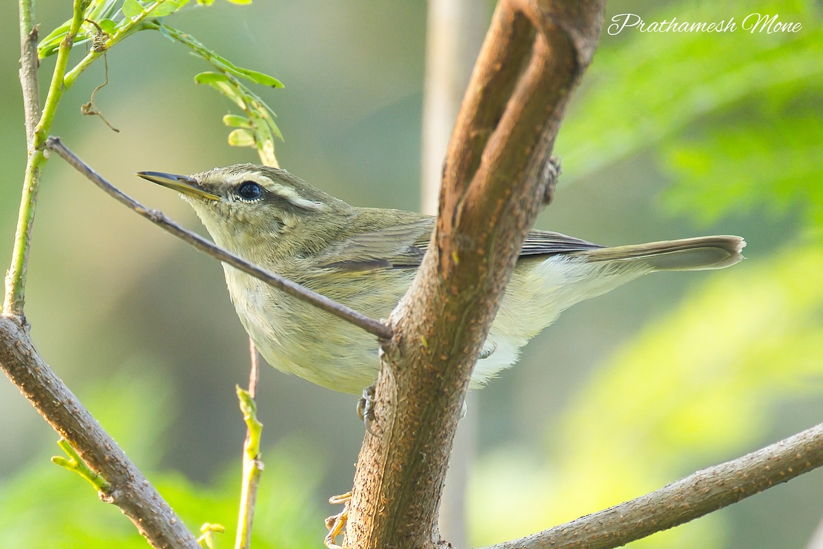 Tytler's Leaf Warbler - ML644269212