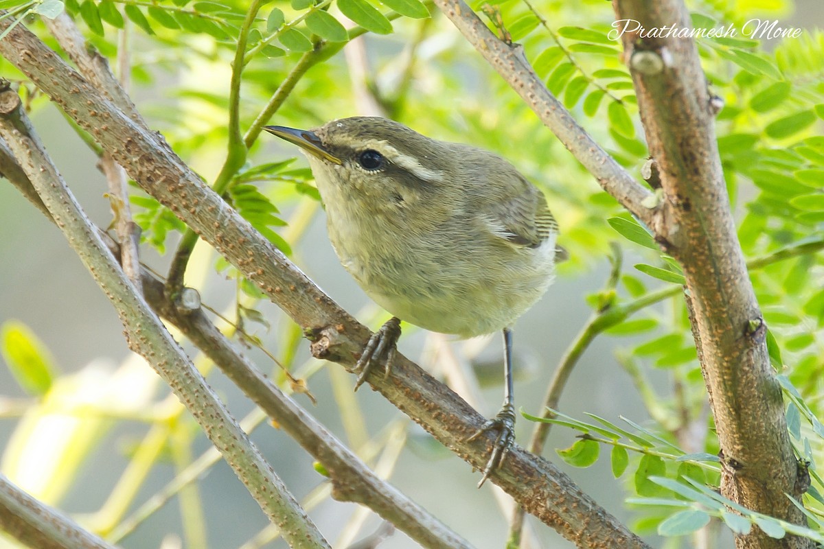Tytler's Leaf Warbler - ML644269213