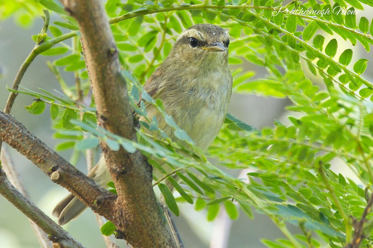 Tytler's Leaf Warbler - ML644269214