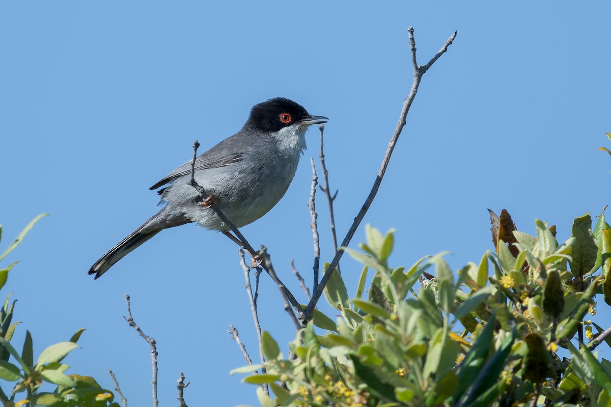 Sardinian Warbler - ML644269245