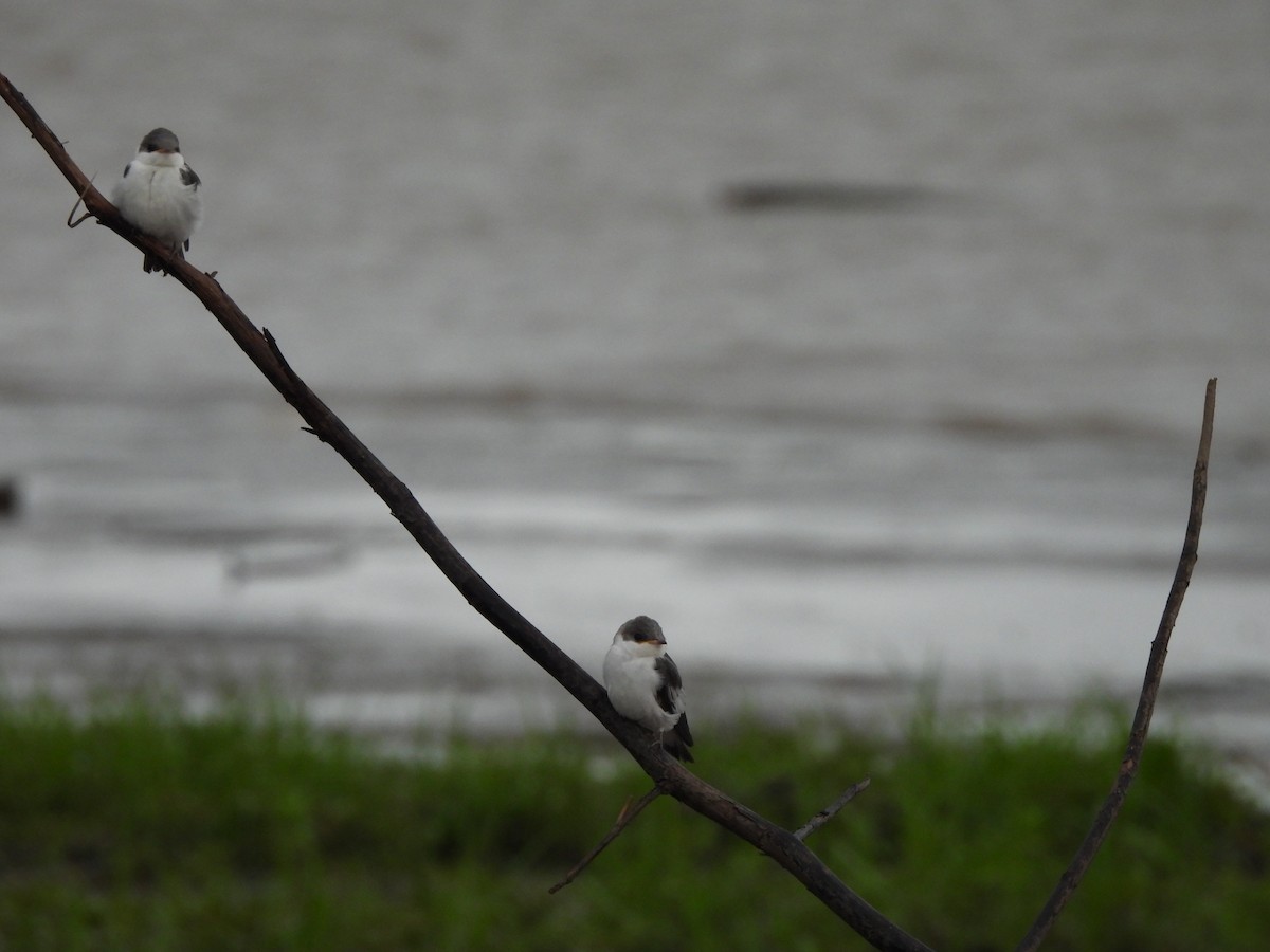 ハジロミドリツバメ - ML644269248