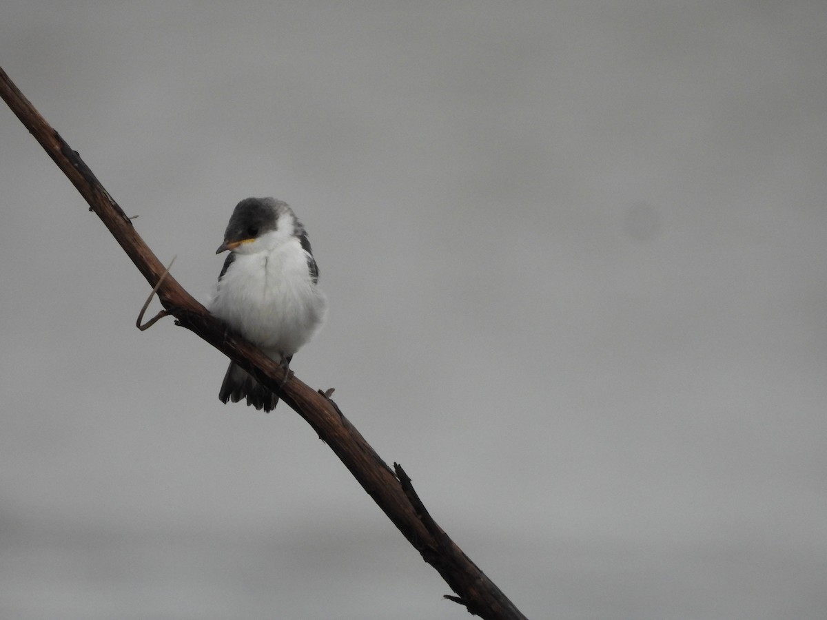 ハジロミドリツバメ - ML644269249