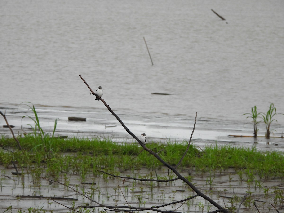 ハジロミドリツバメ - ML644269250