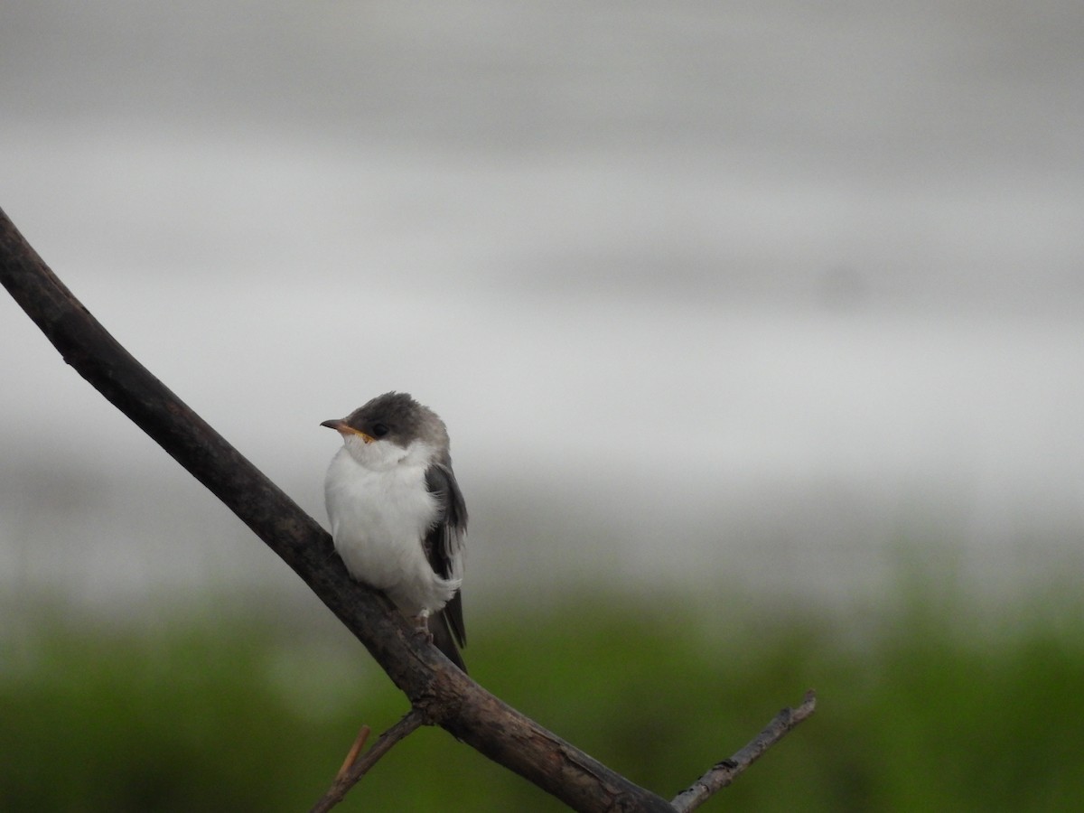 ハジロミドリツバメ - ML644269251